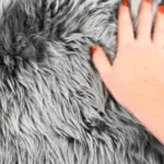 A light-skinned hand with red-painted nails rests on an extra large grey sheepskin rug, fingers slightly spread. The rug’s thick, textured surface suggests warmth and comfort.