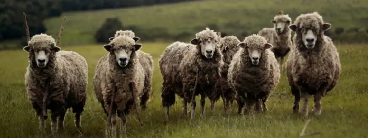 Is Sheepskin Sustainable?