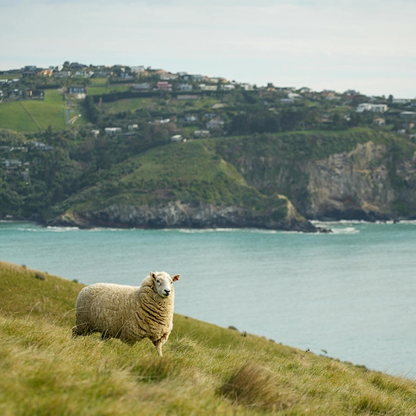 newzealandsheep.webp