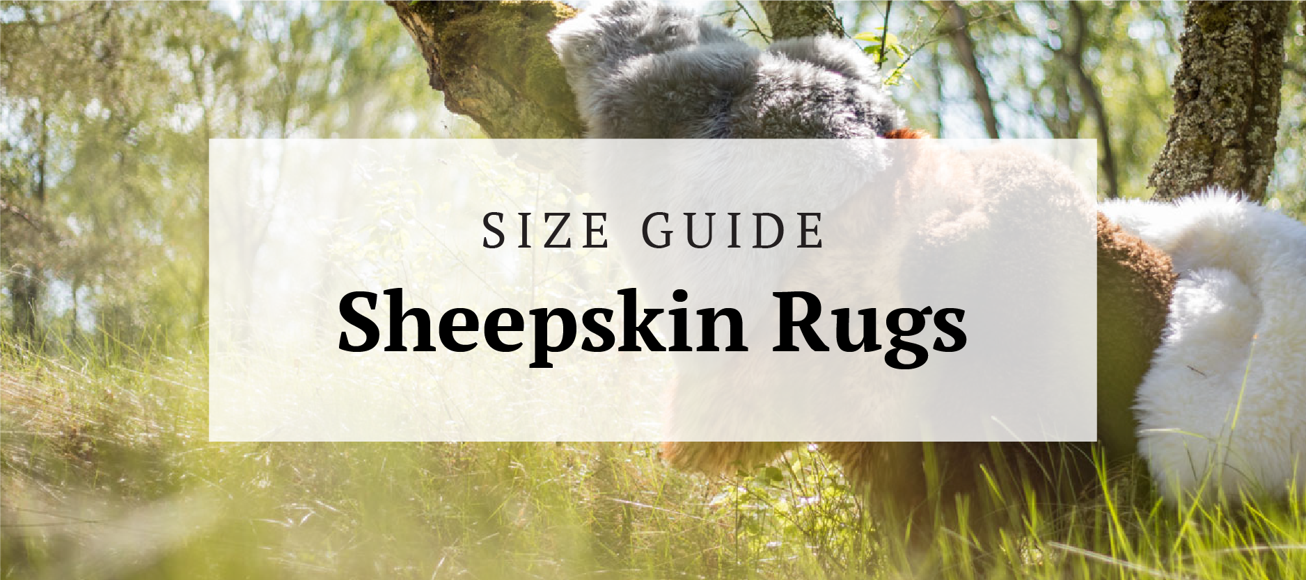 Title card for blog 'Sheepskin Rug Size Guide'
